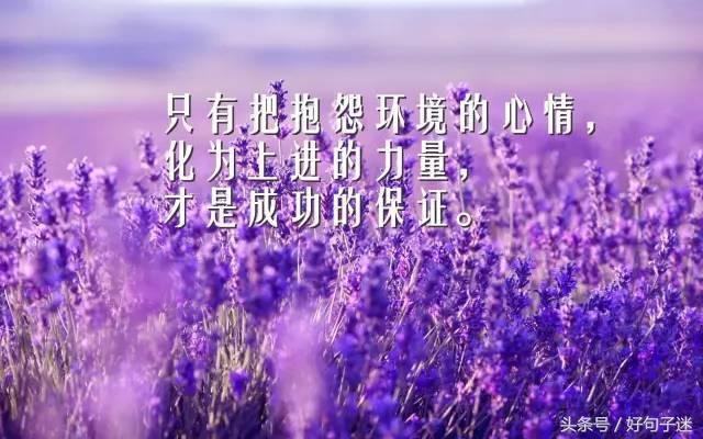 朋友圈正能量语录为何持续走红？从内容消费数据看社交文案的传播逻辑